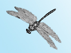 dragonfly news